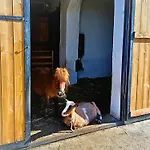 Erlebnishof Aumayr
