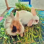 Erlebnishof Aumayr * Gutau