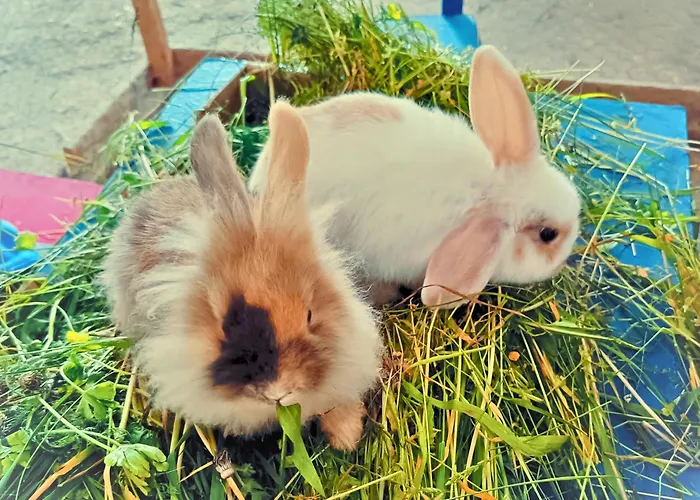 Erlebnishof Aumayr * Gutau