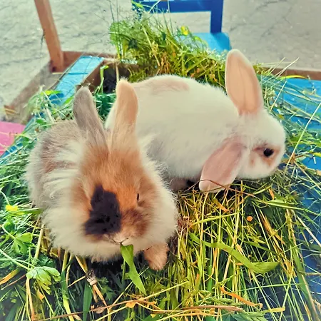 Erlebnishof Aumayr * Gutau